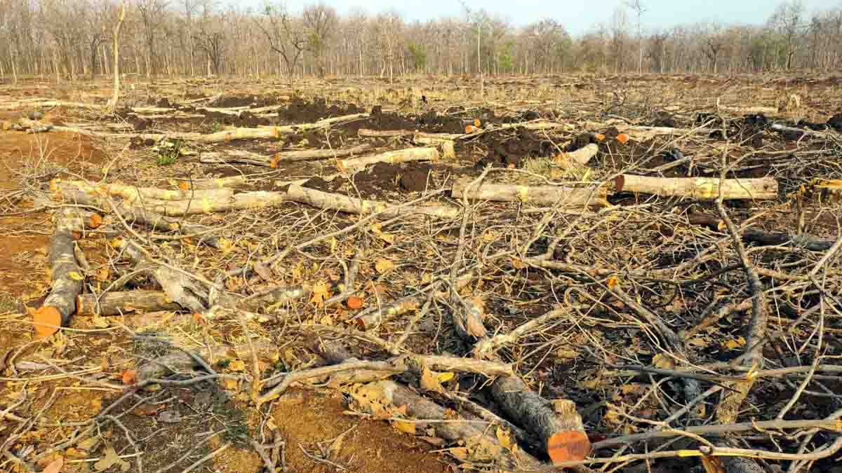 लोखरतलाई पंचायत का कारनामा : 3 दिन बाद बढ़ा दी गई 909 सागौन काटने की अनुमति
