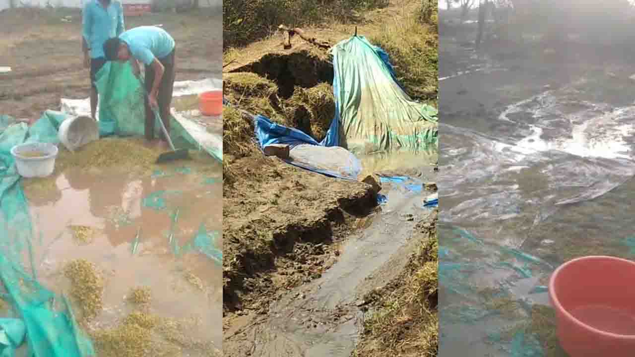 अनकमांड एरिये में पानी आने से नहर फूटी: किसानो के खेतों में घुसा पानी, कटी हुई मूंग भी पानी में भीगी